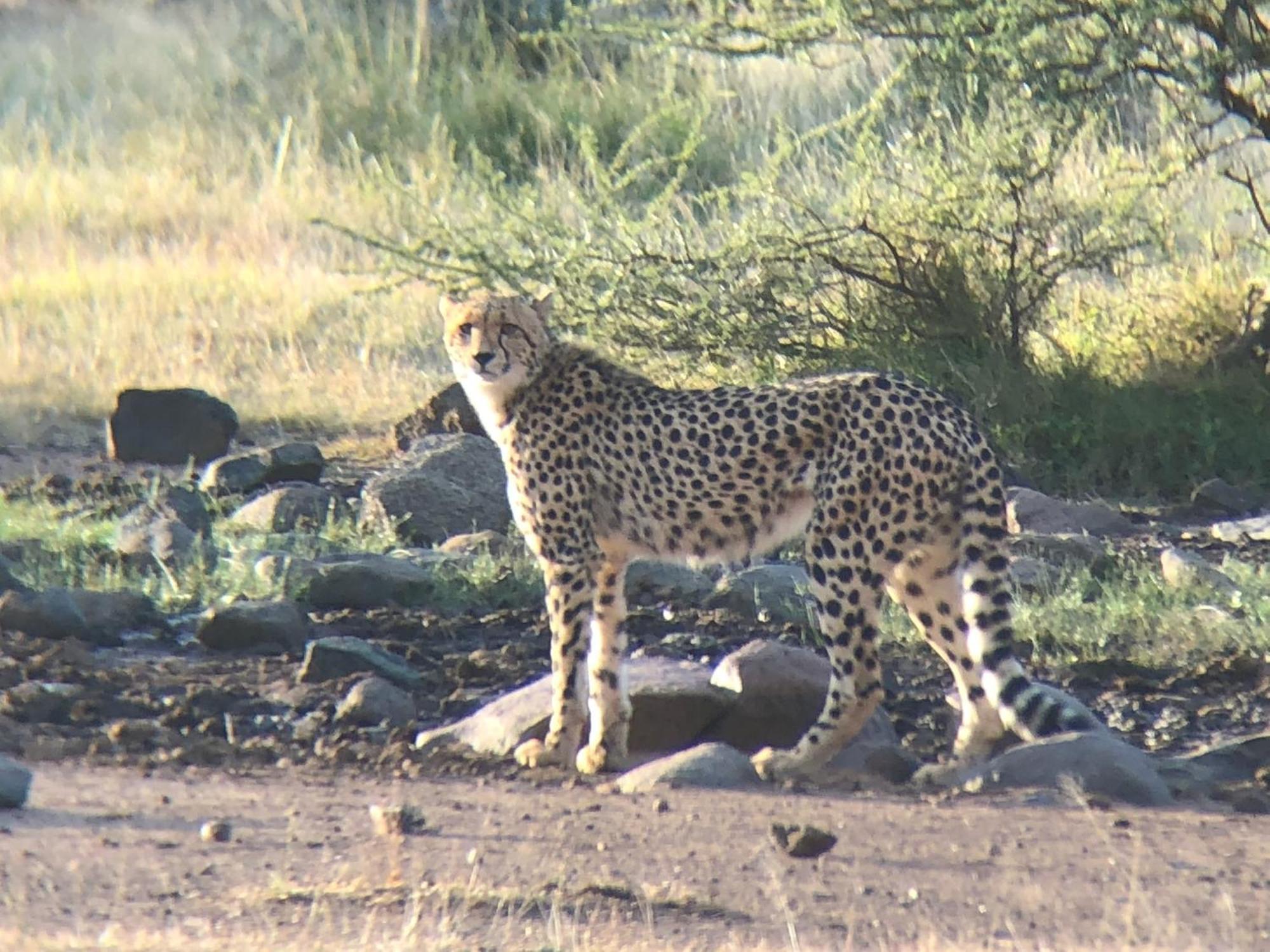 Pangolin Game Lodge - Self Catering, Incl 2 Game Drives Per Day Matlhagame Екстериор снимка