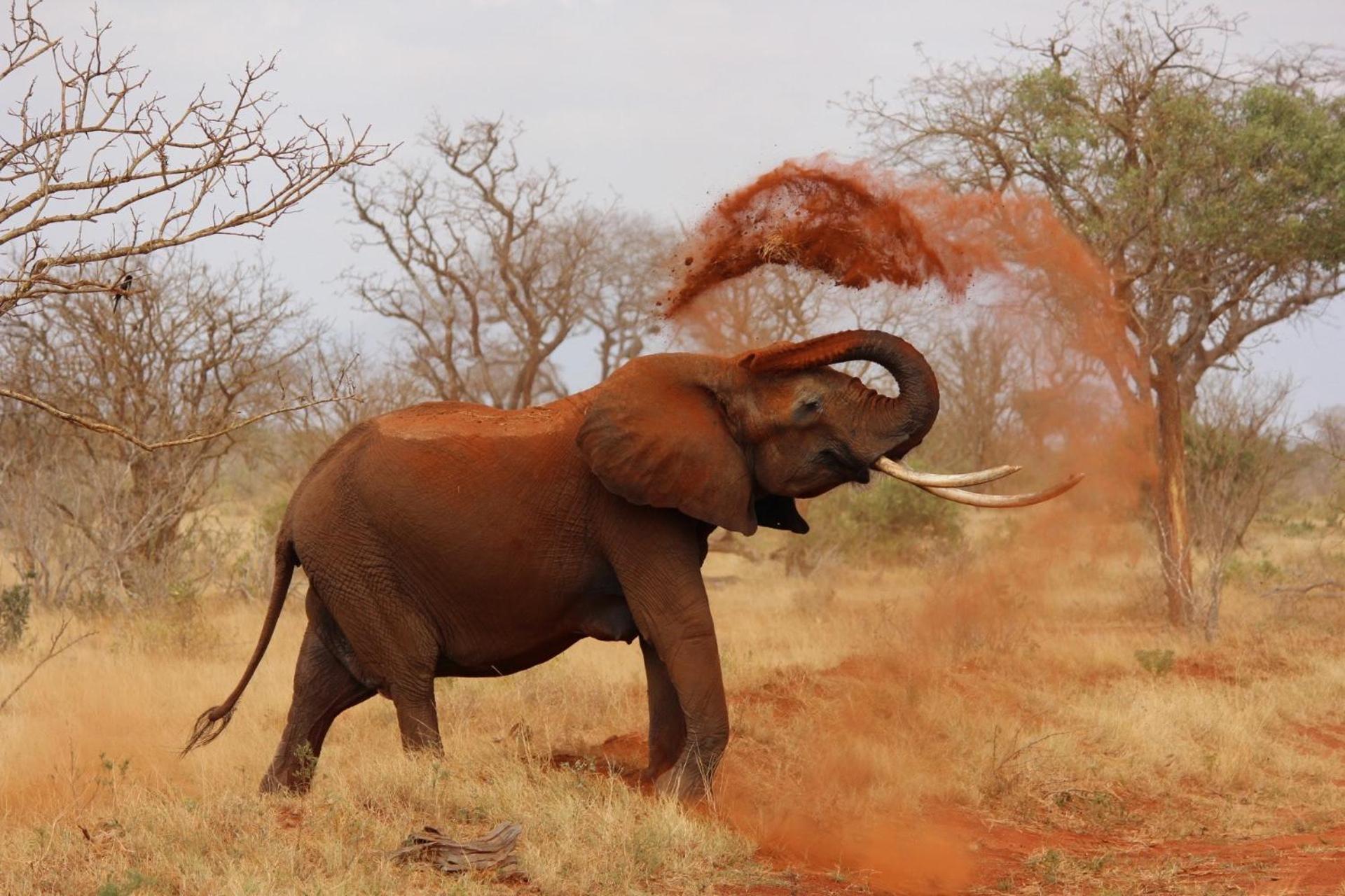 Pangolin Game Lodge - Self Catering, Incl 2 Game Drives Per Day Matlhagame Екстериор снимка