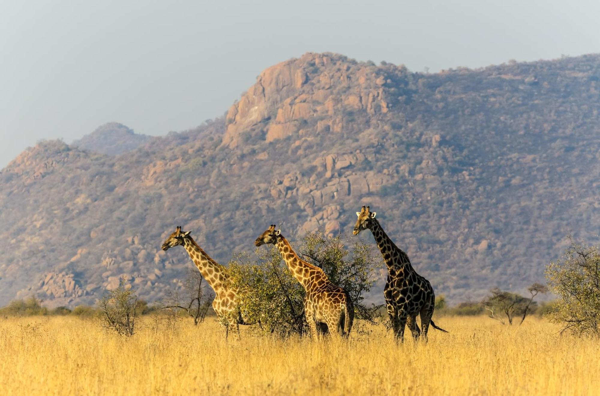 Pangolin Game Lodge - Self Catering, Incl 2 Game Drives Per Day Matlhagame Екстериор снимка