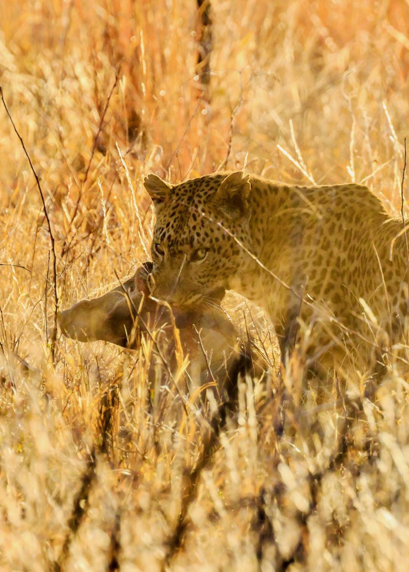 Pangolin Game Lodge - Self Catering, Incl 2 Game Drives Per Day Matlhagame Екстериор снимка