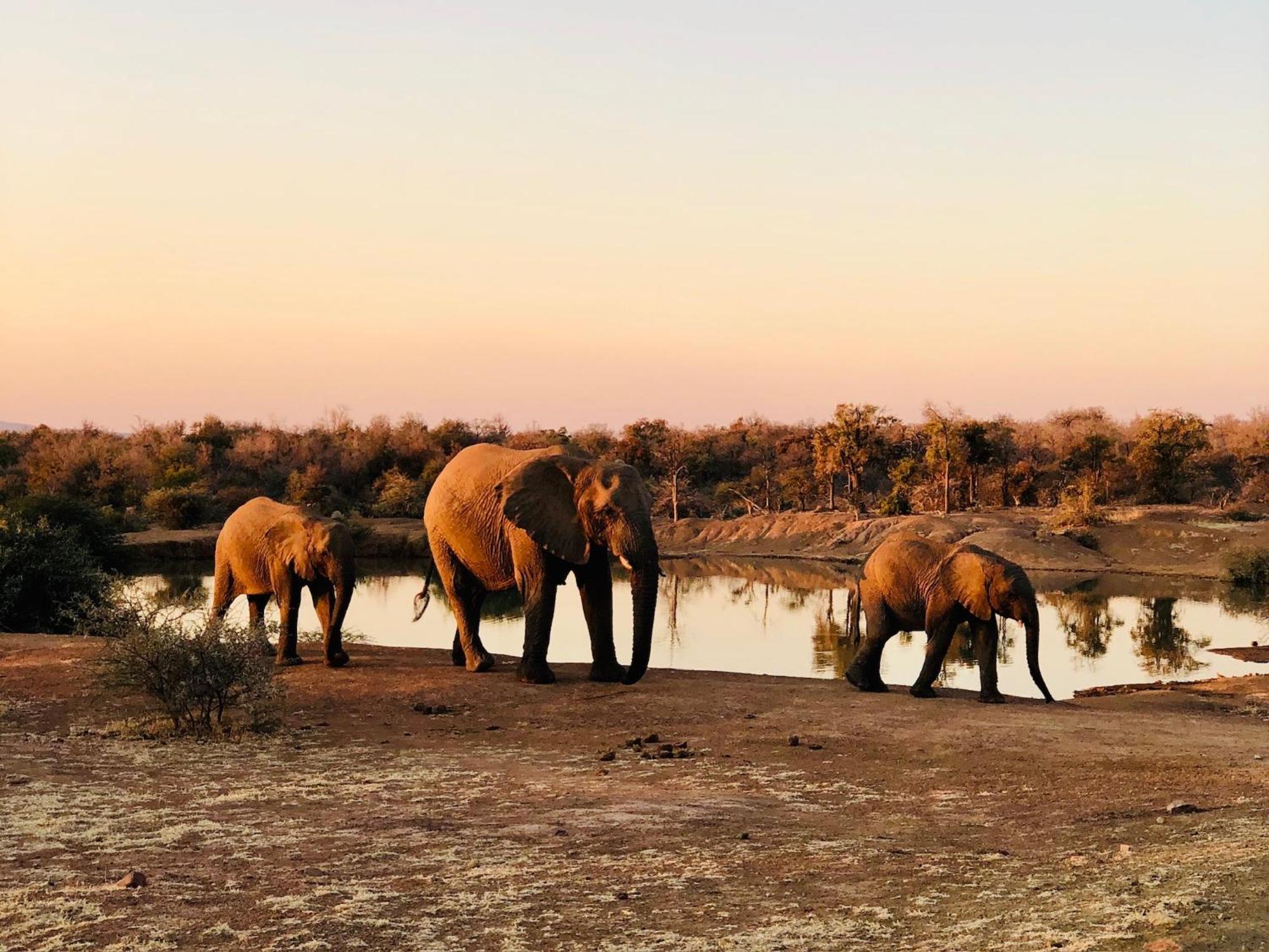Pangolin Game Lodge - Self Catering, Incl 2 Game Drives Per Day Matlhagame Екстериор снимка