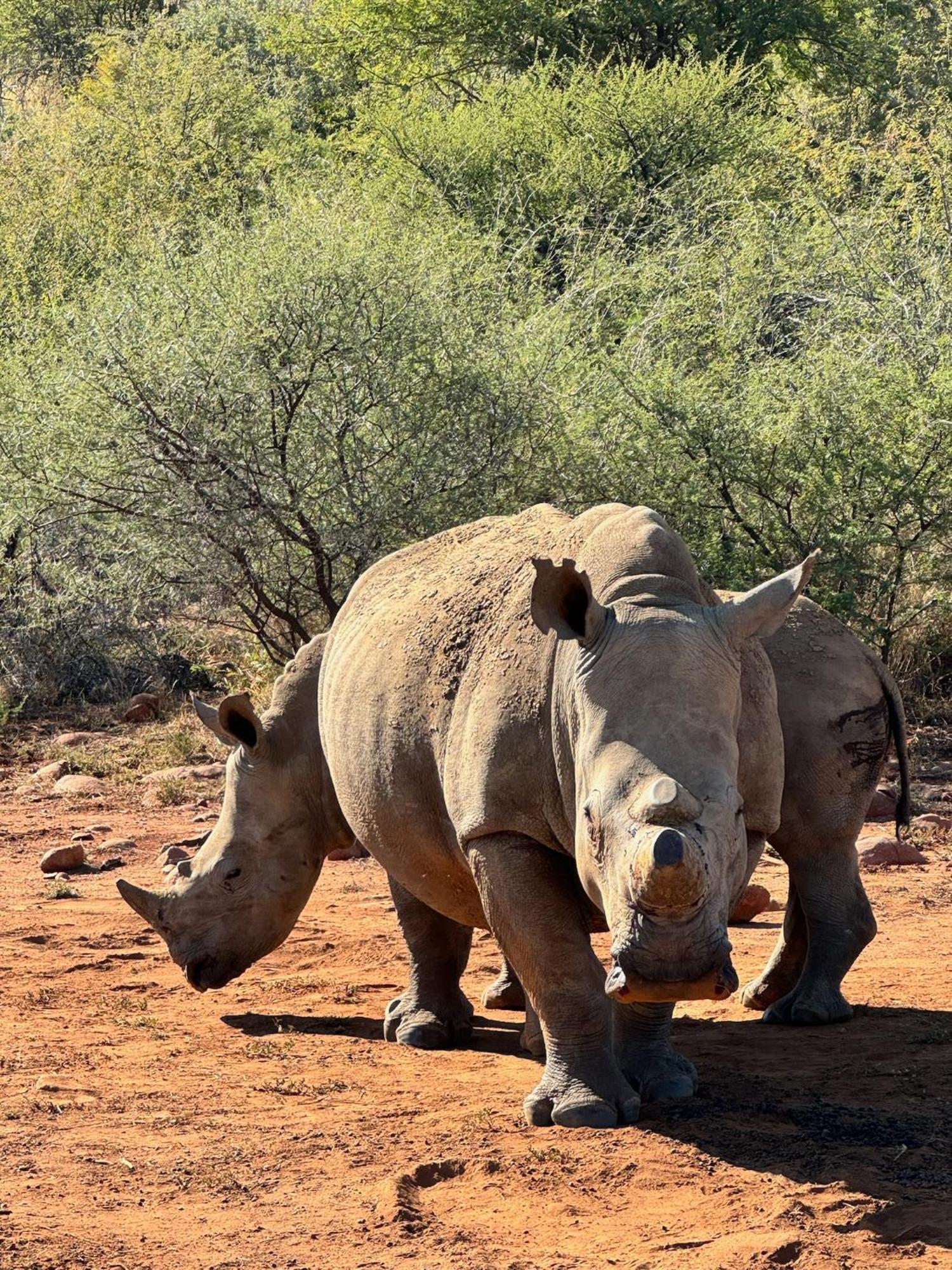 Pangolin Game Lodge - Self Catering, Incl 2 Game Drives Per Day Matlhagame Екстериор снимка