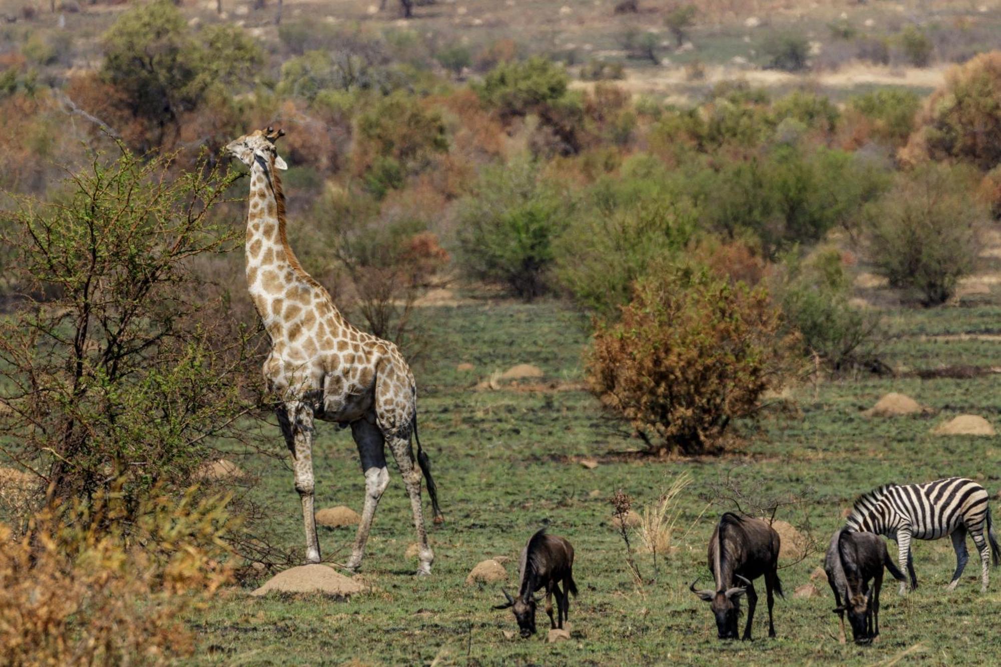 Pangolin Game Lodge - Self Catering, Incl 2 Game Drives Per Day Matlhagame Екстериор снимка