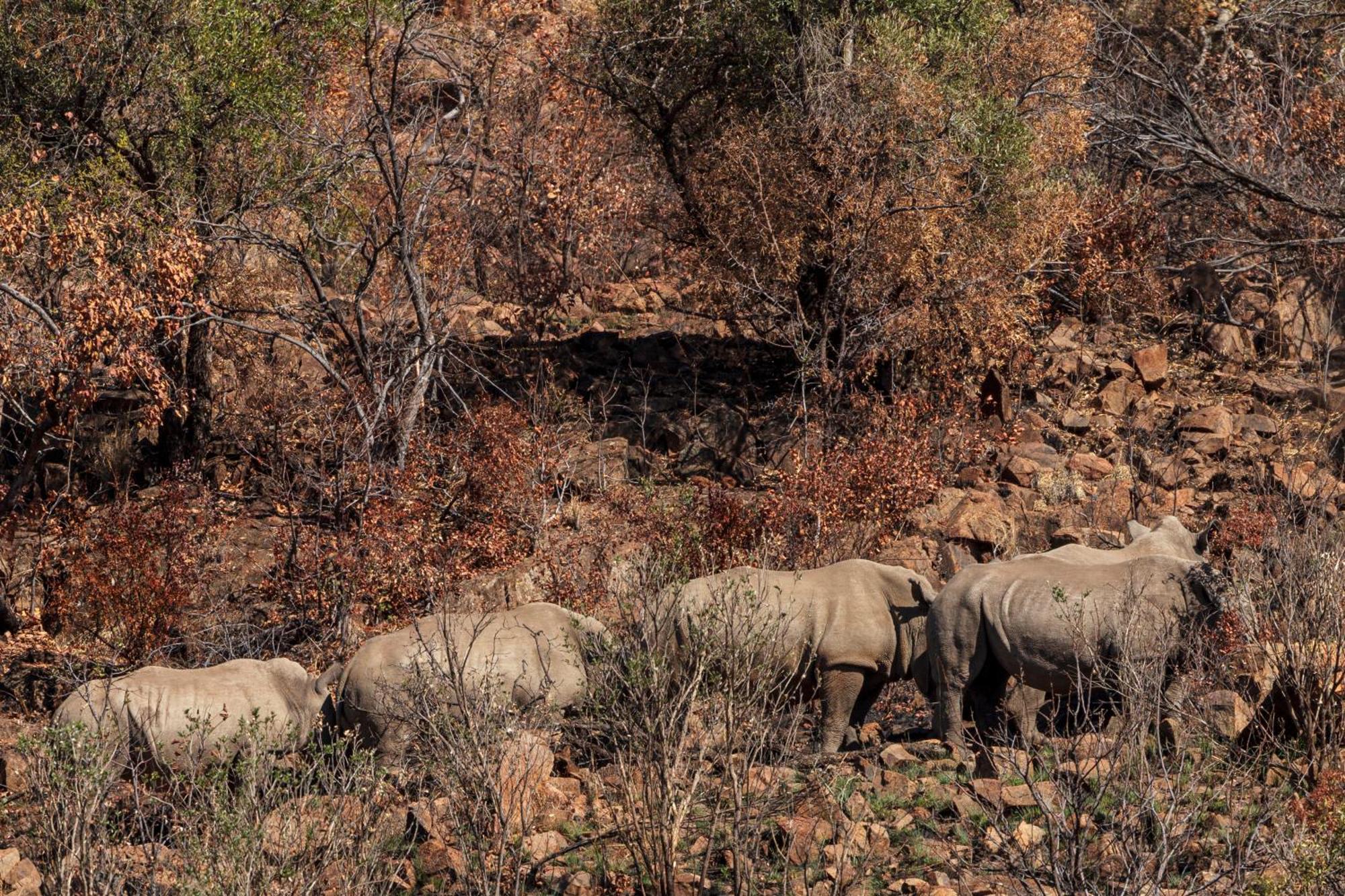 Pangolin Game Lodge - Self Catering, Incl 2 Game Drives Per Day Matlhagame Екстериор снимка